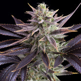 π Dolato Seeds (100% off)
